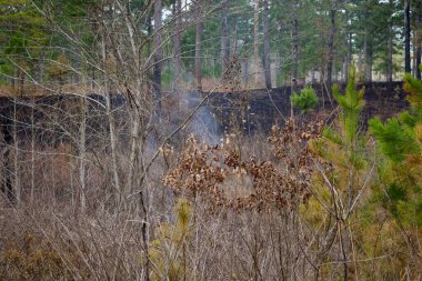 Orman yönetiminde kontrollü yanma sonucu