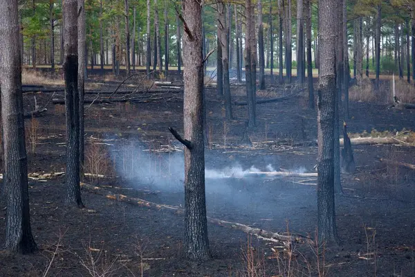 Aftermath of a controlled burn used in forest management