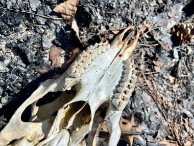 Kuzey Amerika 'da beyaz kuyruklu bir geyiğin iskelet kalıntıları.