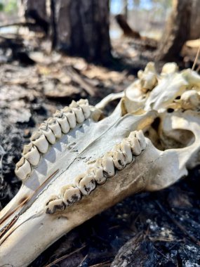 Kuzey Amerika 'da beyaz kuyruklu bir geyiğin iskelet kalıntıları.