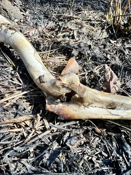 Skeletal remains of a North American white tailed deer