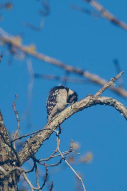 Küçük vahşi kuş tüylerini kabartıyor.