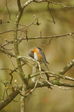 Küçük vahşi kuş tüylerini kabartıyor.