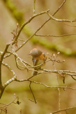 Küçük vahşi kuş tüylerini kabartıyor.
