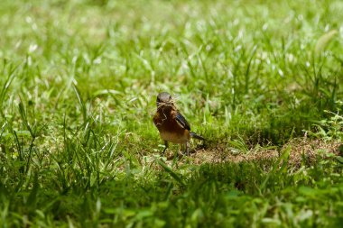 Dişi Doğu Bluebird yerde yuva yapmak için kurumuş ot ve çam kamışı topluyor.