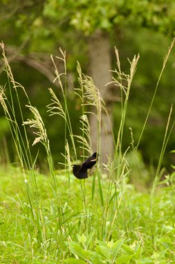 Erkek kırmızı kanatlı karakuş