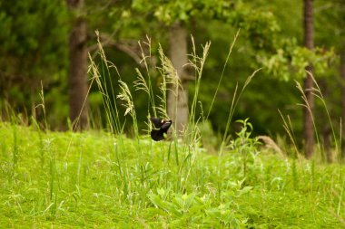 Erkek kırmızı kanatlı karakuş