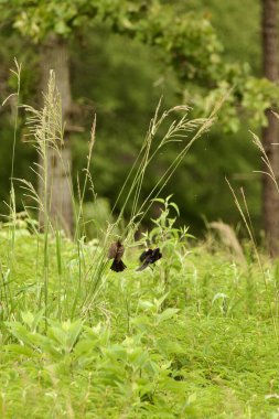 Bir çift kırmızı kanatlı karatavuk