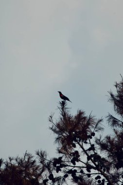 Erkek kırmızı kanatlı karakuş