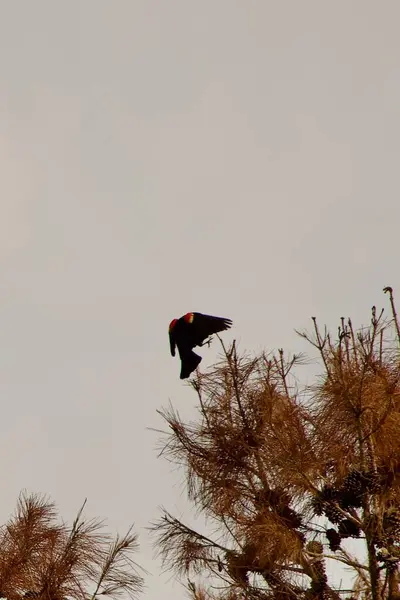 stock image Male Red winged Blackbird