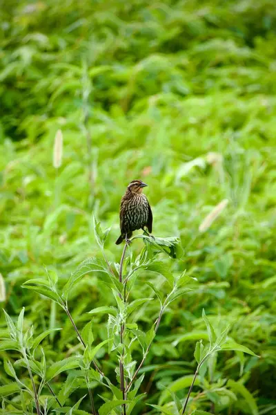 stock image Female Red winged Blackbird