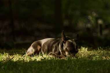 Küçük şirin siyah teriyer köpeği sabah güneşinin altında çimlerin üzerinde yatıyor.