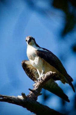 Osprey, ölü bir ağaca tünemiş, parlak mavi sonbahar gökyüzüne karşı.
