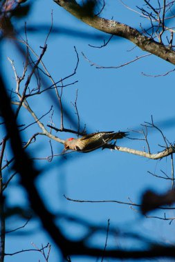 Doğu Kuzey Amerika ormanlarında bulunan renkli bir ağaçkakan olan Sarı Şaftlı Kuzey Flicker 'a yakın çekim