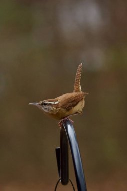 Providing food for backyard birds during winter. More birds and more types of birds will visit feeders in winter as other resources becomes scarcer. clipart