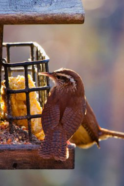 Kış boyunca arka bahçedeki kuşlara yiyecek sağlıyor. Kışın daha fazla kuş ve daha fazla kuş türü diğer kaynaklar azaldıkça besleyicileri ziyaret edecek..