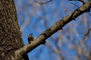 Kuzey Amerika Esmer Saçlı Tımarhane 'ye yakın çekim. Bu minik kuş kış aylarında kuş besleyicilerini sık sık ziyaret eder. Ayçekirdeği güçlü bir cazibedir..