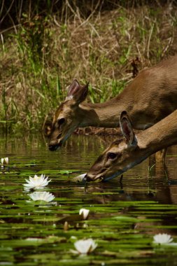 Beyaz kuyruklu geyik, güneşli bir günde nilüfer havuzunu ziyaret ediyor.