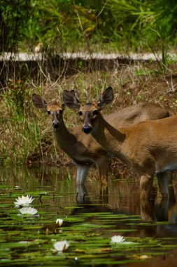 Beyaz kuyruklu geyik, güneşli bir günde nilüfer havuzunu ziyaret ediyor.