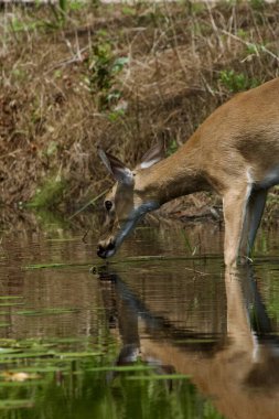 Beyaz kuyruklu geyik, güneşli bir günde nilüfer havuzunu ziyaret ediyor.