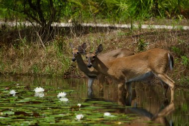 Beyaz kuyruklu geyik, güneşli bir günde nilüfer havuzunu ziyaret ediyor.