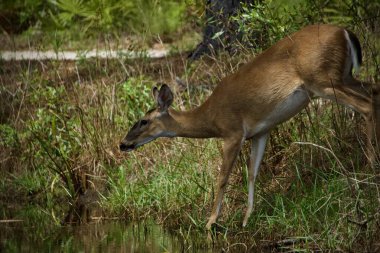 Beyaz kuyruklu geyik, güneşli bir günde nilüfer havuzunu ziyaret ediyor.