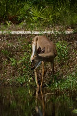 Beyaz kuyruklu geyik, güneşli bir günde nilüfer havuzunu ziyaret ediyor.
