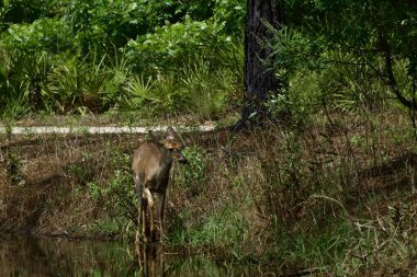 Beyaz kuyruklu geyik, güneşli bir günde nilüfer havuzunu ziyaret ediyor.