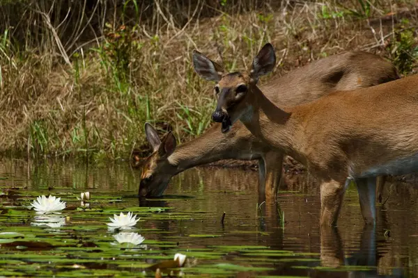 Beyaz kuyruklu geyik, güneşli bir günde nilüfer havuzunu ziyaret ediyor.