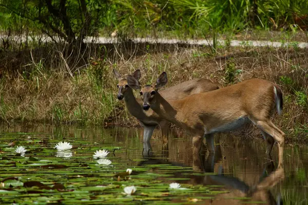 Beyaz kuyruklu geyik, güneşli bir günde nilüfer havuzunu ziyaret ediyor.