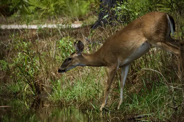 Beyaz kuyruklu geyik, güneşli bir günde nilüfer havuzunu ziyaret ediyor.