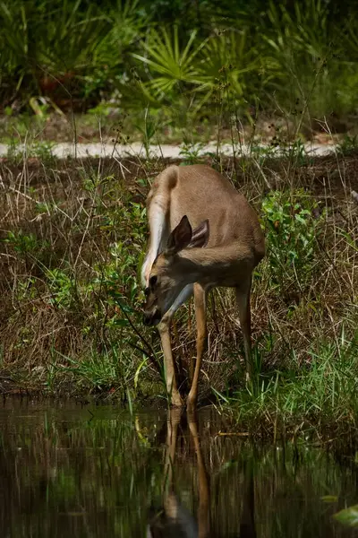 Beyaz kuyruklu geyik, güneşli bir günde nilüfer havuzunu ziyaret ediyor.