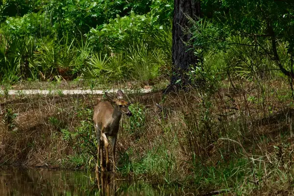 Beyaz kuyruklu geyik, güneşli bir günde nilüfer havuzunu ziyaret ediyor.