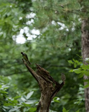 Büyük Tepe Sinekkapanı kuşu tünekte