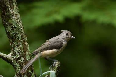 Yakın planda bir Tufted Titmouse. Bu küçük gri kuş, arka bahçedeki kuş yemliğinin tadını çıkarıyor..
