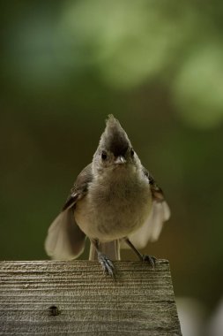 Yakın planda bir Tufted Titmouse. Bu küçük gri kuş, arka bahçedeki kuş yemliğinin tadını çıkarıyor..