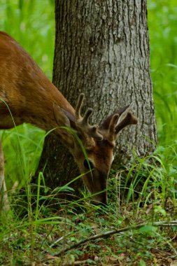 Zarif ve güzel beyaz kuyruklu geyik doğal vahşi orman ortamında
