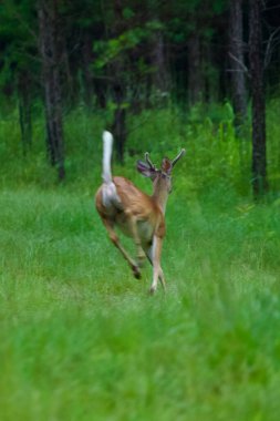 Zarif ve güzel beyaz kuyruklu geyik doğal vahşi orman ortamında