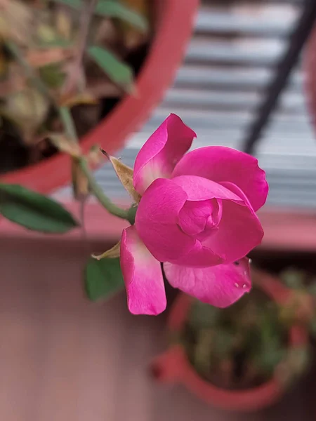Pink rose in pot soil of urban home