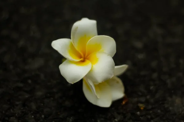 White Frangipani flower in road with black background