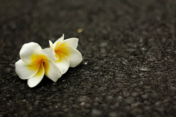 White Frangipani flower in road with black background
