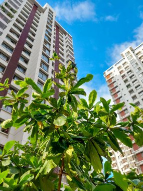 Yüksek binası ve mavi gökyüzü olan yeşil şehir