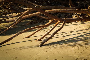 Aziz Martin Adası 'ndaki Keya ağacının kökü