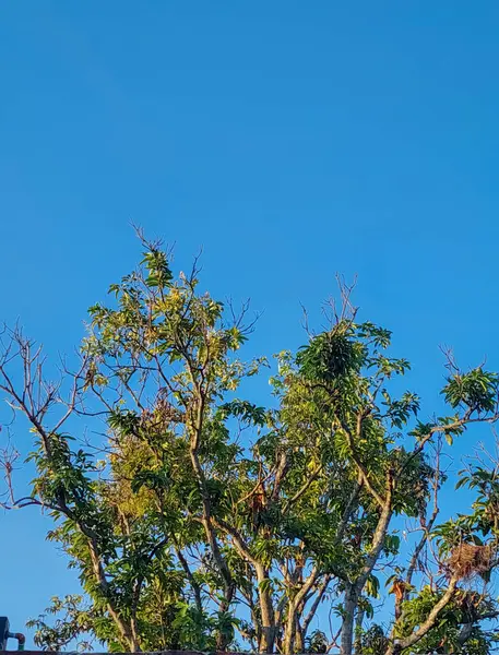 stock image Blue sky and mango tree in the rural area in Bangladesh