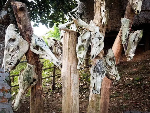 Kabile bölgesinin bereketli köyünde asılı olan çeşitli hayvanların kafa kemikleri.