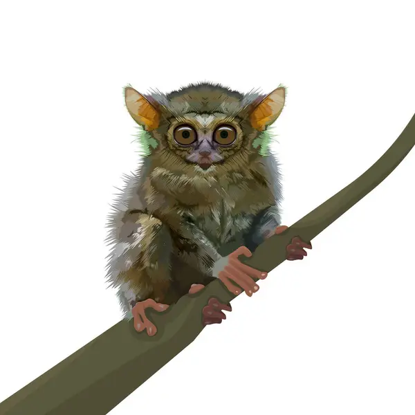 Tersius Bancanus dünyanın en küçük maymunu.