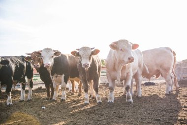 Çiftlikteki çiftlik hayvanları gibi genç boğalar