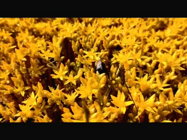 蜜黄色のひまわりを集める花粉で覆われたミツバチは ビューを閉じます 夏に花を受粉させるミツバチのマクロ映像 — ストック動画