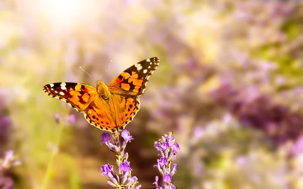 stock image Butterfly Vanessa is orange on a purple lavender flower in the sunlight. Macrophotography of wildlife. The butterfly pollinates flowers in the garden. Bright summer colorful background. Top view.