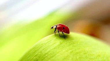 Yaprağın üzerinde poz veren uğur böceği, makro fotoğraf. Yavaş çekim: yeşil arka plandaki uğur böceği uçmak için kanatlarını açar. Böceklerle video